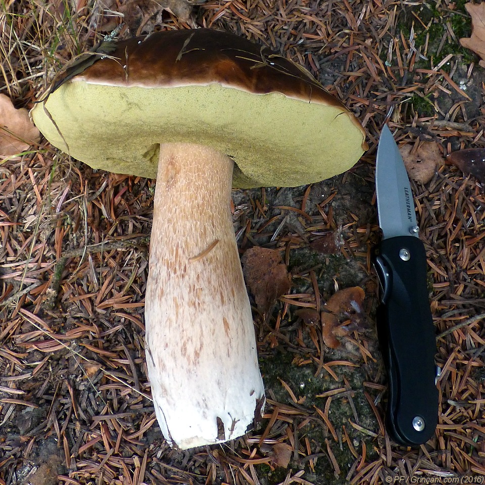 Cèpe des pins trouvé en forêt à côté du couteau de 16 cm qui l'a cueilli