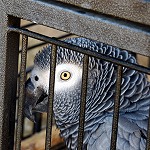 Perroquet "Lanceur d'Alertes" en cage-prison