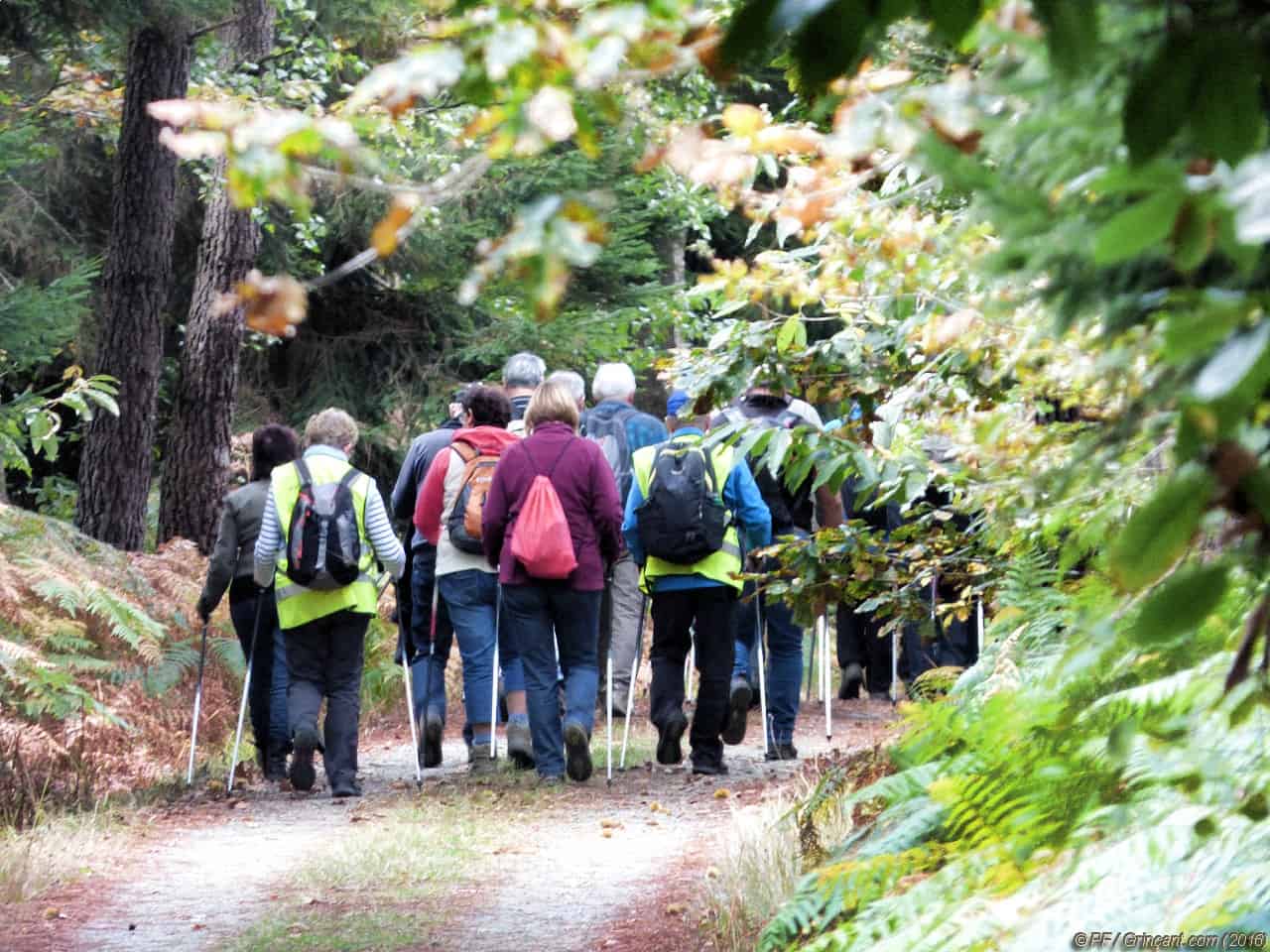 Troupeau de randonneurs en forêt