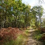 Petite allée en forêt domaniale