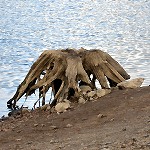 Souche, vestige d'arbre en zone humide