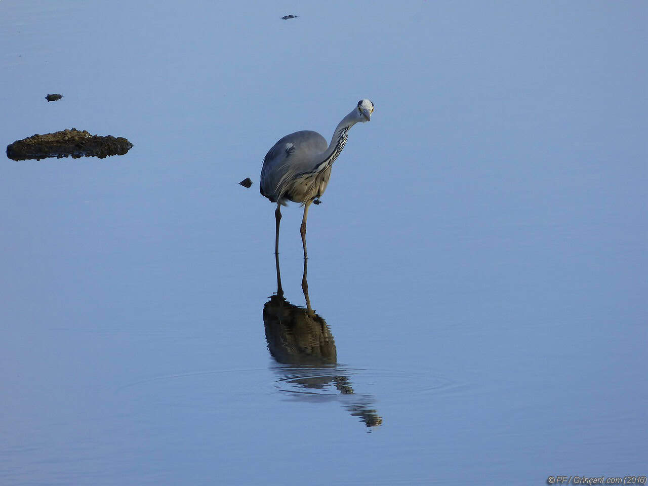 Héron se reflétant dans l'eau