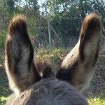 Pas que des âneries Oreilles d'âne à l'écoute