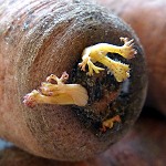 L’angoisse de la carotte moisie Carotte des sables qui germe