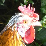 Le coq sanguinaire