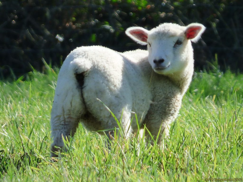 Un agneau à bouffer pour Pâques Grinçant