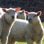 Un agneau à bouffer pour Pâques Agneaux
