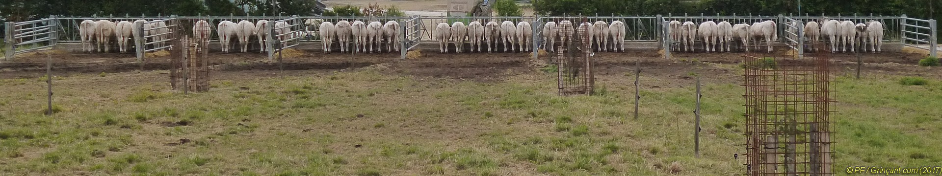 Vaches alignées