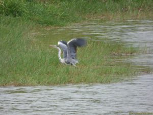 Héron au décollage