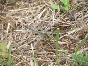 Mimétisme, la voyez-vous ?