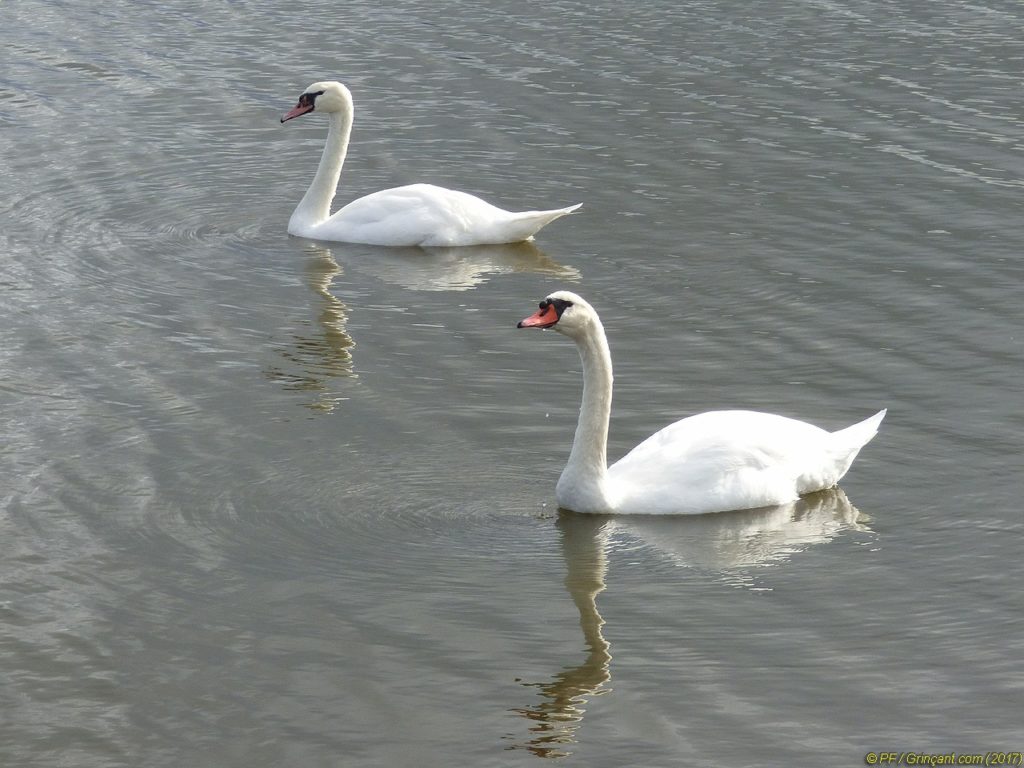 Des cygnes qui fainéantent
