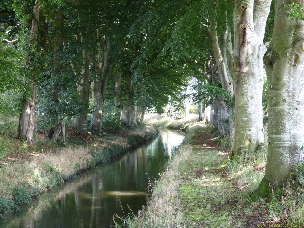 Des arbres fainéants, mais ça rigole