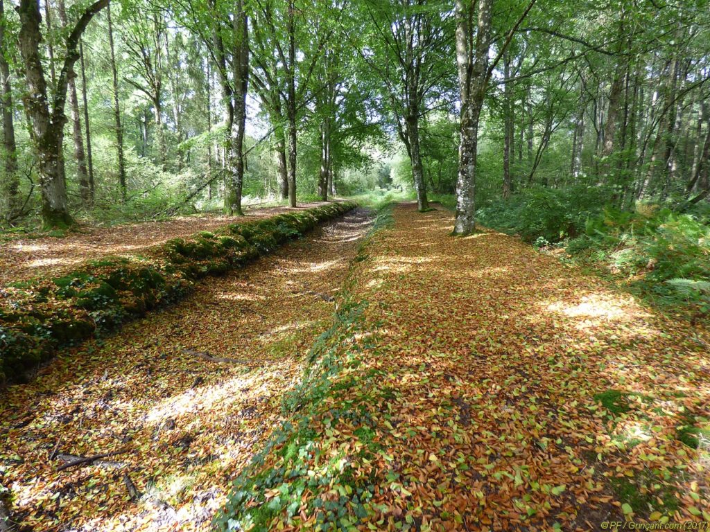 Parterre de feuilles fainéantes
