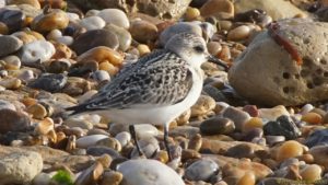 Bécasseau sanderling