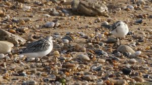 Bécasseaux sanderlings