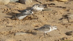 Bécasseaux sanderlings