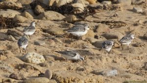Bécasseaux sanderlings