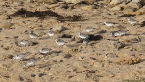 Bécasseaux sanderlings