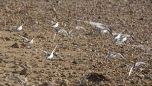 Bécasseaux sanderlings