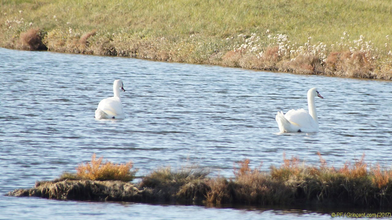 sous le signe des cygnes