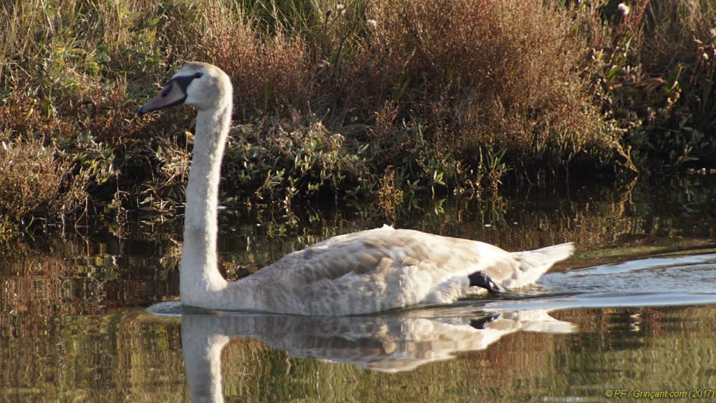 Un cygneau presque cygne