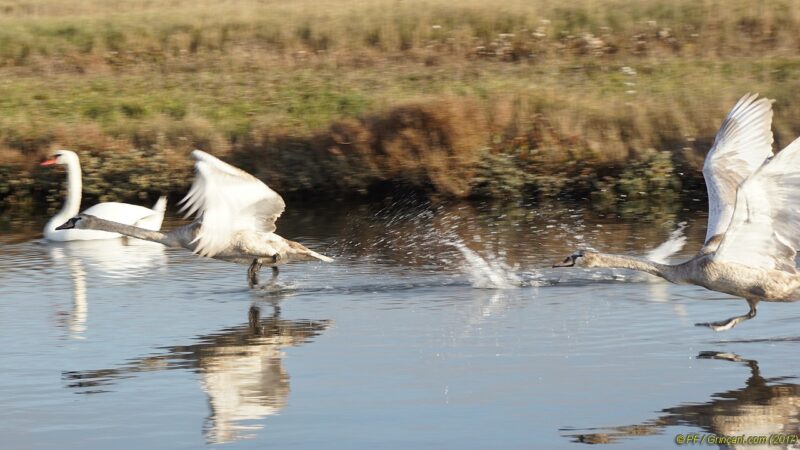 Décollage de cygnes 1/4
