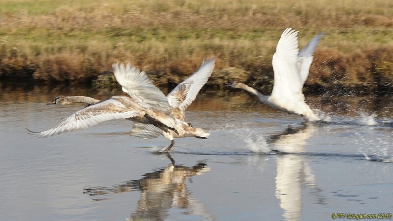 Décollage de cygnes 3/4