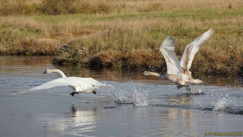 Décollage de cygnes 4/4