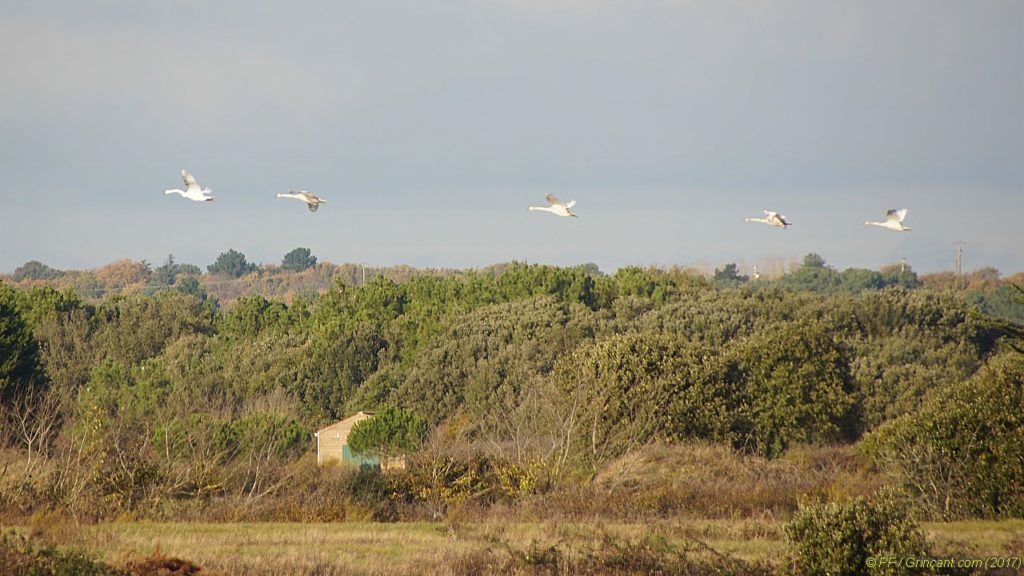 5 cygnes en escadrille