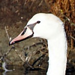 Sous le signe des cygnes Tête de cygne