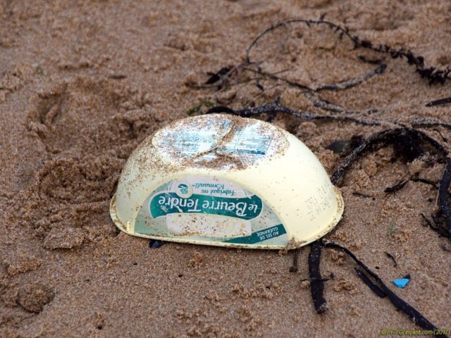 Beurrier Elle et Vire échoué sur la plage (12/2017)