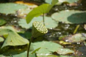 Clôture 2017 - Photo 008