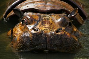 Clôture 2017 - Photo 009