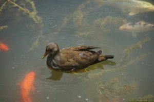 Clôture 2017 - Photo 010