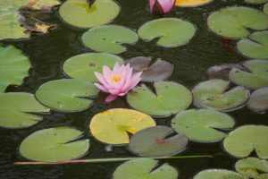 Clôture 2017 - Photo 011