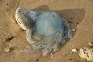 Clôture 2017 - Photo 021