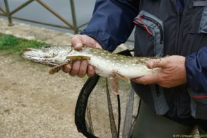 Clôture 2017 - Photo 023