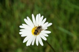 Clôture 2017 - Photo 024