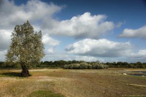 Clôture 2017 - Photo 042