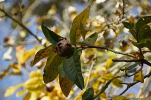 Clôture 2017 - Photo 076