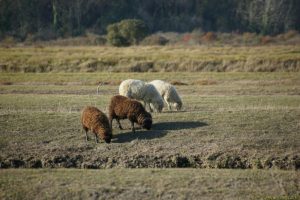 Clôture 2017 - Photo 077