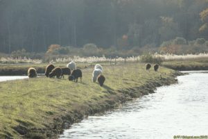 Clôture 2017 - Photo 078