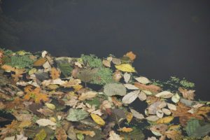 Clôture 2017 - Photo 085