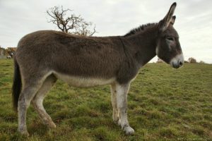 Clôture 2017 - Photo 091