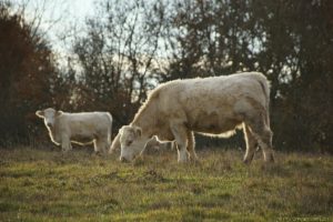 Clôture 2017 - Photo 099