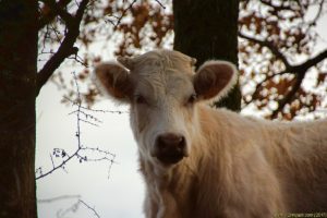 Clôture 2017 - Photo 100