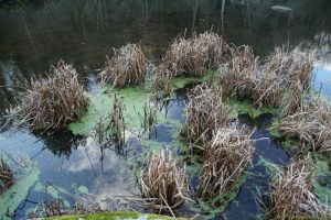 Clôture 2017 - Photo 110