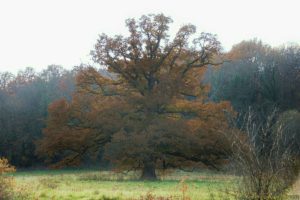 Clôture 2017 - Photo 111