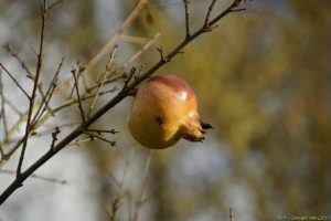 Clôture 2017 - Photo 114