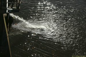 Clôture 2017 - Photo 119